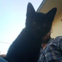 فروش دوعدد بچه گربه گوگولی|گربه|نوشهر, |دیوار