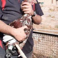 سلام. تعداد ۱۶عدد مرغ وخروس،۲تا خروس لاری،۸تا جوجه|حیوانات مزرعه|قزوین, |دیوار