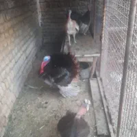 بقلمون  نر  وماده