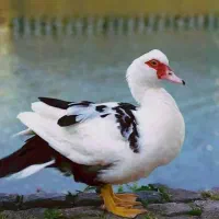 فروش اردک اسراعیلی تقویت قوای جسمی