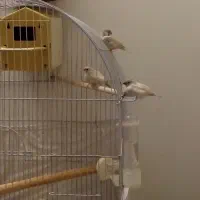 جوجه فنچ بدون قفس|پرنده|کرج, دهقان ویلا|دیوار