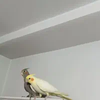 جوجه عروس هلندی دستی سهره