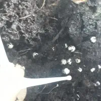 حلزون ۱۳ سانتی تخم گذار|خزنده|کرج, کمالشهر|دیوار