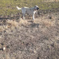 سگ سرابی|سگ|اهر, |دیوار