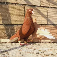 نروماده سرخ دم سفید زرد دم سفید اس اس|پرنده|مشهد, انقلاب|دیوار