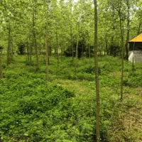 18هزار-متر-زمین-باغی