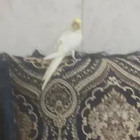 عروس هلندی