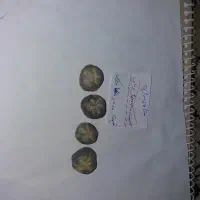 فسیل انواع صدف|کلکسیون و سرگرمی|فردوس (خراسان), |دیوار