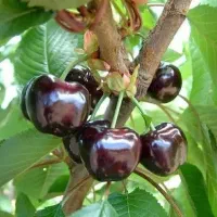 گیلاس