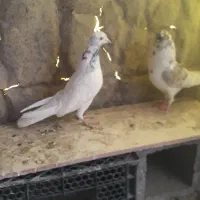 کبوتر|پرنده|کوهرنگ, |دیوار