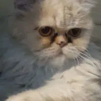 پرشین ماده