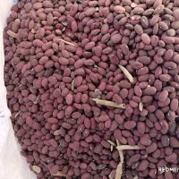 فروش لوبیا قرمز|عمده‌فروشی|کوهرنگ, |دیوار