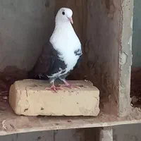کبوتر|پرنده|بردسکن, |دیوار