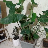 گل بابا آدم سایز بزرگ پر پاجوش