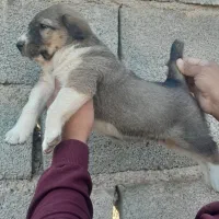 واگذاری سگ گله نگهبان خراسانی افغان