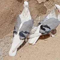 فروش کبوتر