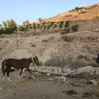اسب|اسب و تجهیزات اسب‌سواری|دوگنبدان, |دیوار