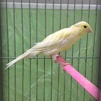 قناری ماده رنگ روشن