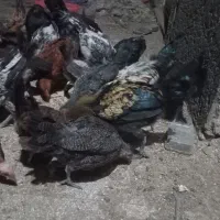 جوجه خروس و مرغ محلی اصل جان بچم