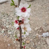 خانه روستایی|فروش خانه و ویلا|جوادآباد, |دیوار
