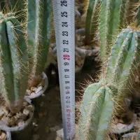 فروش عمده پایه کاکتوس گلخانه‌ای بذری، آماده پیوند|گل و گیاه طبیعی|خمینی‌شهر, |دیوار