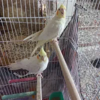 عروس هلندی