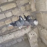 نر کله دم سبز شمرونی ماده سفید نر شازده ومادهذسرخ|پرنده|اصفهان, دانشگاه اصفهان|دیوار