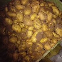 سیب زمینی لوکس ۲۵هزار|خوردنی و آشامیدنی|خاوه, |دیوار