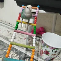 طوطی برزیلی