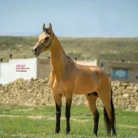 اسب ترکمن آخال باقابلیت سیلمی