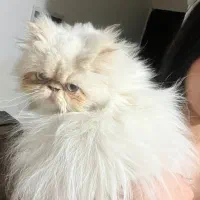 گربه|گربه|شیراز, معالی‌آباد|دیوار