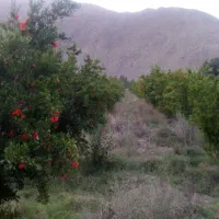 باغ انار ۱۴۶۰ متر مربع واقع در چهارطاق.|فروش دفتر صنعتی، کشاورزی، تجاری|کهن آباد, |دیوار
