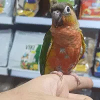 گرینچیک رد اکستریم فولسرخ کلکسیونی رقاص رام