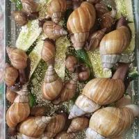 حلزون آچاتینا