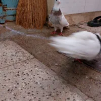 طوقی بالغ و جوجه