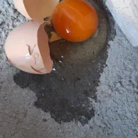 تخم مرغ محلی ارگانیک،تازه  زاهدان و مشهد