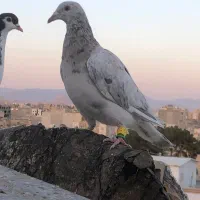 حدود ۶۰ عدد پرنده جوان نگین زدخوردی ضمانتی