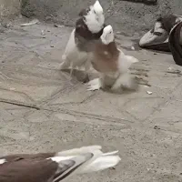 کفتر|پرنده|مشهد, شهید قربانی|دیوار