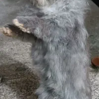 خرگوش