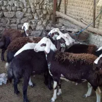 بره قوچ عروسک|حیوانات مزرعه|بروجرد, |دیوار