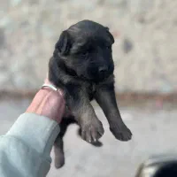 سگ ژرمن اصل|سگ|تهران, تهرانپارس جنوبی|دیوار