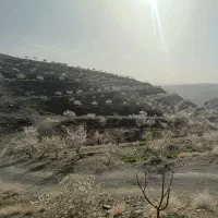 80-جریب-باغ-بادام