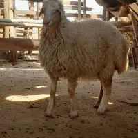 بزغاله امسال گوسفند صادراتی درجه یک