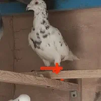 کفتر پلاکی شهرستانی  دورگ مسافتی|پرنده|پاکدشت, پاکدشت (مامازند)|دیوار