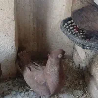 کبوتر سرخ چشو نوک سفید
