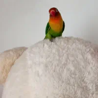 طوطی برزیلی|پرنده|رضویه, |دیوار