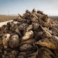 چقندر قند تر تمیز