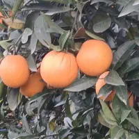 فروش پرتقال تامسون