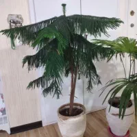 دوتا گل بزرگ آپارتمانی