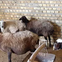 گوسفند.شیشک آبستن